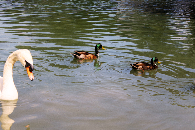 Ducks swimming in a pond